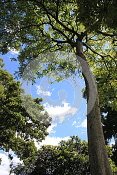 Trees with blue sky