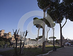 Trees and blue sky along a gravel path in Rome leading to Piazza Venetia