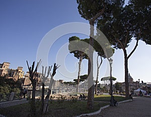 Trees and blue sky along a gravel path in Rome leading to Piazza Venetia photo