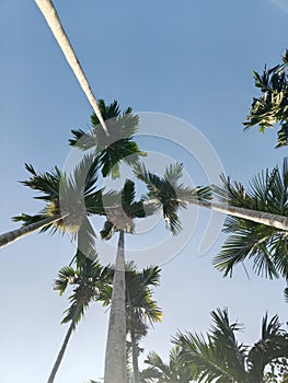 Trees and blue sky Areca palm tree
