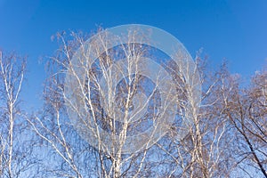 Trees on a blue sky background in a winter forest landscape, branches of trees look from below upwards, bare birches in winter