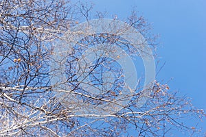 Trees on a blue sky background in a winter forest landscape, branches of trees look from below upwards, bare birches in winter