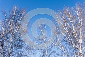 Trees on a blue sky background in a winter forest landscape, branches of trees look from below upwards, bare birches in winter