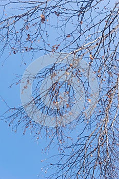 Trees on a blue sky background in a winter forest landscape, branches of trees look from below upwards, bare birches in winter