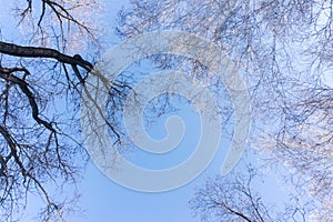 Trees on a blue sky background in a winter forest landscape, branches of trees look from below upwards, bare birches in winter