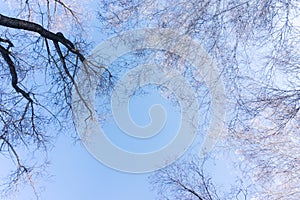 Trees on a blue sky background in a winter forest landscape, branches of trees look from below upwards, bare birches in winter