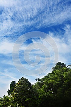 Trees and blue sky with clouds