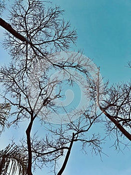 Trees and a blue sky