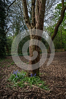 Trees and bluebells in Holland Park woods, London, UK photo