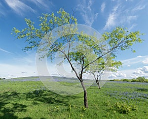 Trees in Bluebonnet Field, Texas, USA