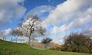 Trees and Blustery Sky