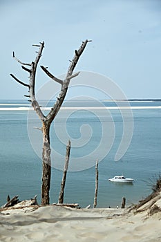 Trees and boat at the bottom of the Pilat dune