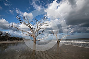 Trees Boneyard Beach Forest, Botany Bay, SC