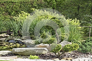 Trees of bonsai, pines in a Japanese stone garden