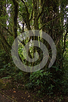 Trees in Bosque Nuboso National Park near Santa Elena in Costa Rica