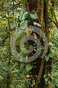 Trees in Bosque Nuboso National Park near Santa Elena in Costa Rica