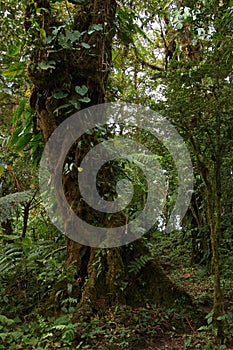 Trees in Bosque Nuboso National Park near Santa Elena in Costa Rica