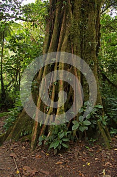 Trees in Bosque Nuboso National Park near Santa Elena in Costa Rica photo