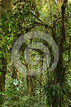 Trees in Bosque Nuboso National Park near Santa Elena in Costa Rica photo