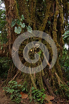 Trees in Bosque Nuboso National Park near Santa Elena in Costa Rica photo