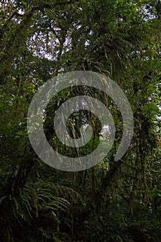 Trees in Bosque Nuboso National Park near Santa Elena in Costa Rica photo