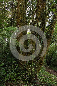 Trees in Bosque Nuboso National Park near Santa Elena in Costa Rica photo