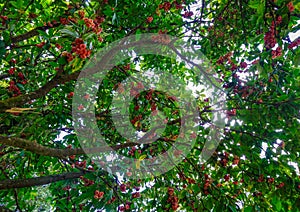 Trees in botanic garden