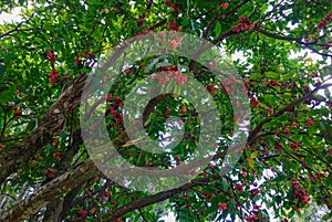 Trees in botanic garden