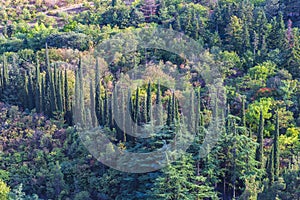 Trees in a botanical garden in Tbilisi