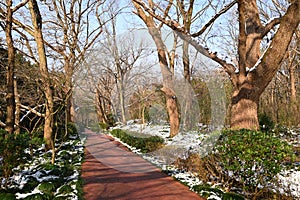 trees on both side of path in the park