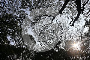 Trees from a bottom view with sun rays penetrating