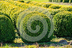 Trees and Box Topiary Balls plants growing on plantation on tree nursery farm in North Brabant, Netherlands