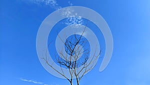 Trees and branch with cloud blue sky background