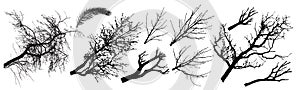 Trees branch silhouette set. Different types of trees branch. Vector illustration