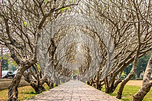 Trees branch,Tree garden