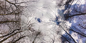 Trees and branches against cloudy and blue sky