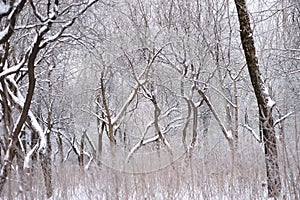 Trees and branches covered by snow and hoarfrost in a city park in the morning