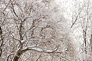 Trees and branches covered by snow and hoarfrost in a city park in the morning