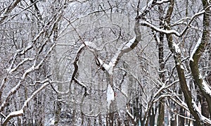 Trees and branches covered by snow and hoarfrost in a city park in the morning