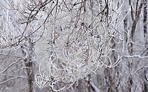 Trees and branches covered by snow and hoarfrost in a city park in the morning