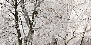 Trees and branches covered by snow and hoarfrost in a city park in the morning