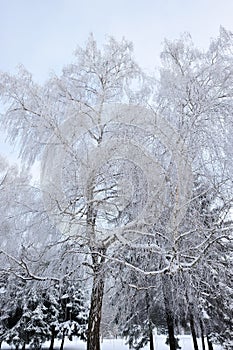 Trees and branches covered with snow and hoarfrost in a city park in the morning in cloudy weather