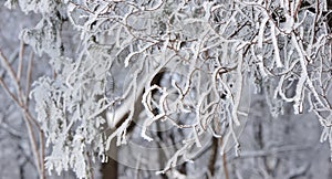 Trees and branches covered with snow and hoarfrost in a city park in the morning in cloudy weather