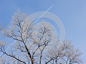 Trees and branches covered with snow and hoarfrost in a city park in the morning in cloudy weather