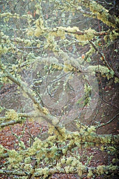 Trees and branches with fern in a magic forest