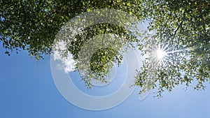 Trees branches frame beautiful green leaves against clear blue sky background image for nature background and spring nature design