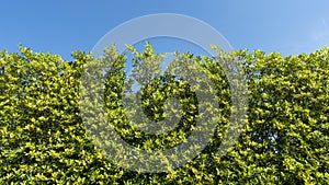 Trees branches frame beautiful green leaves against clear blue sky background image for nature background and spring nature design