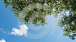 Trees branches frame beautiful green leaves against clear blue sky and heart clouds image for nature background and spring nature