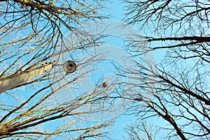 Trees branches without leaves and old rusty lantern against blue sky background