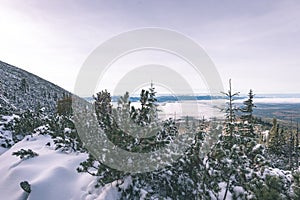 Stromy v zimě sněhu vintage retro efekt
